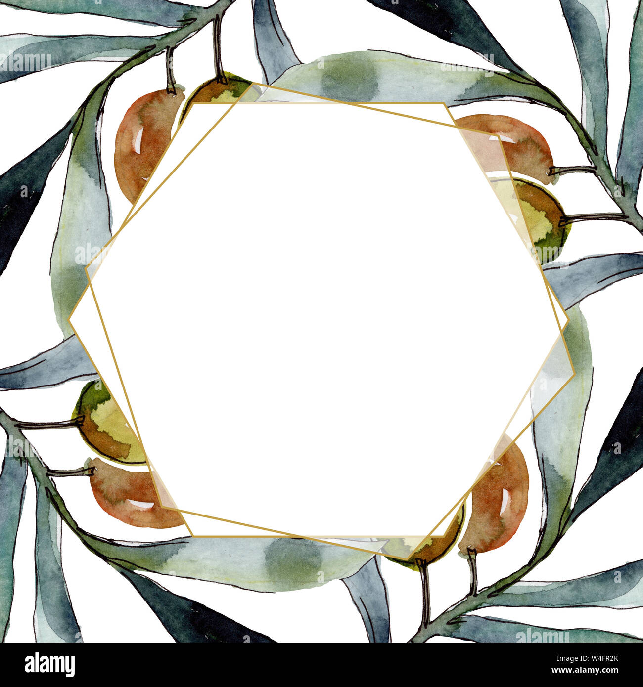 Olive branch with black and green fruit. Watercolor background ...
