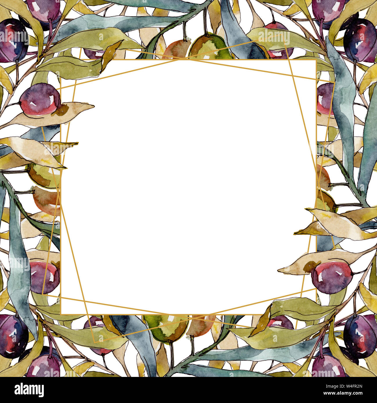 Olive branch with black and green fruit. Watercolor background ...