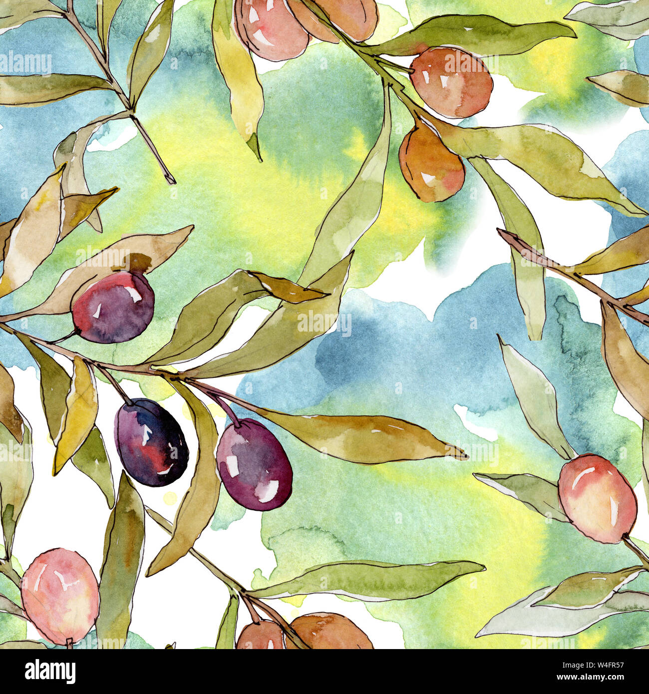 Olive branch with black and green fruit. Watercolor background ...