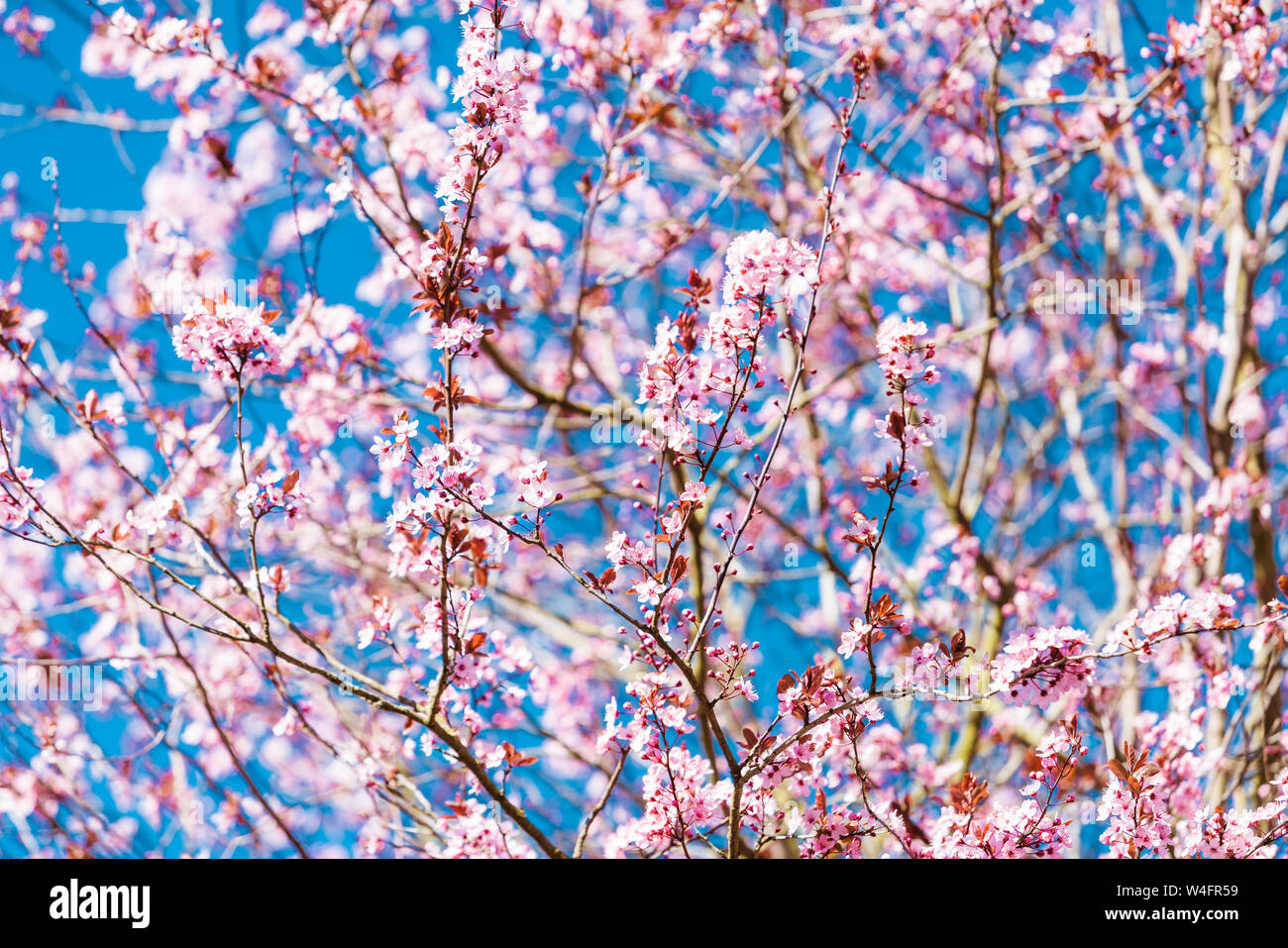 cherry blossom sakura in spring time over blue sky Stock Photo - Alamy