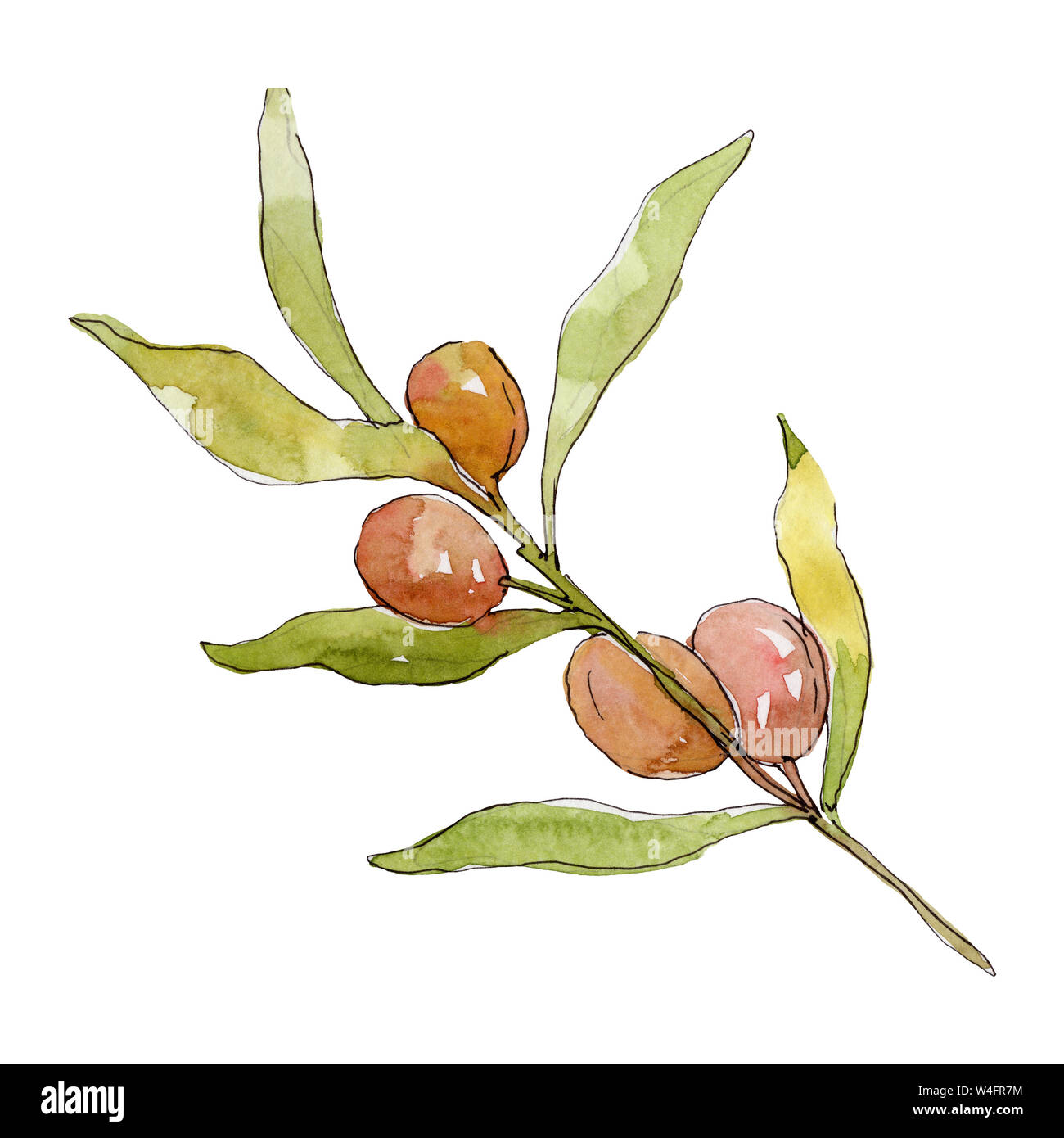 Olive branch with green fruit. Watercolor background illustration set ...