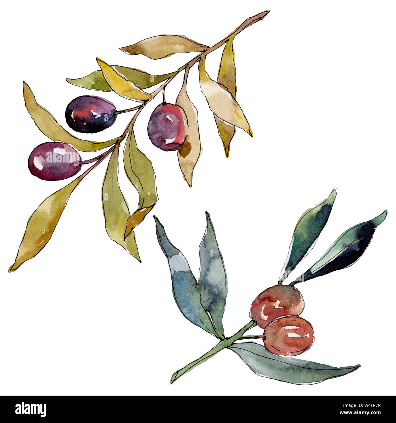 Olive branch with black and green fruit. Watercolor background ...