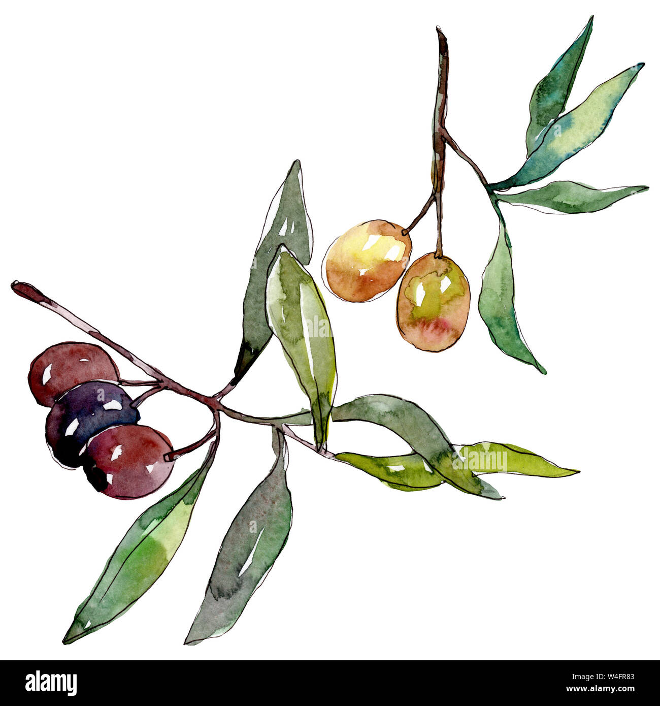 Olive branch with black and green fruit. Watercolor background ...