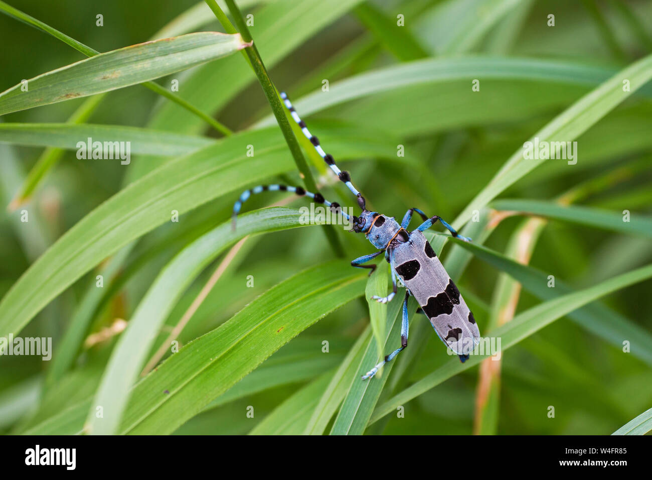 Alpine longhorn beetle, Alpenbock (Rosalia alpina) Stock Photo