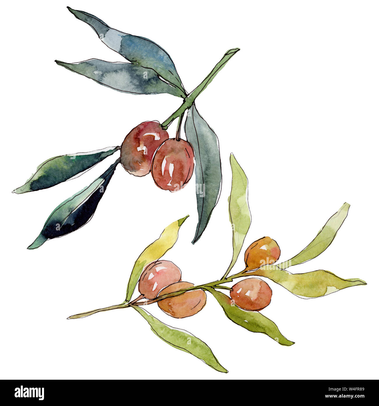 Olive branch with green fruit. Watercolor background illustration set ...