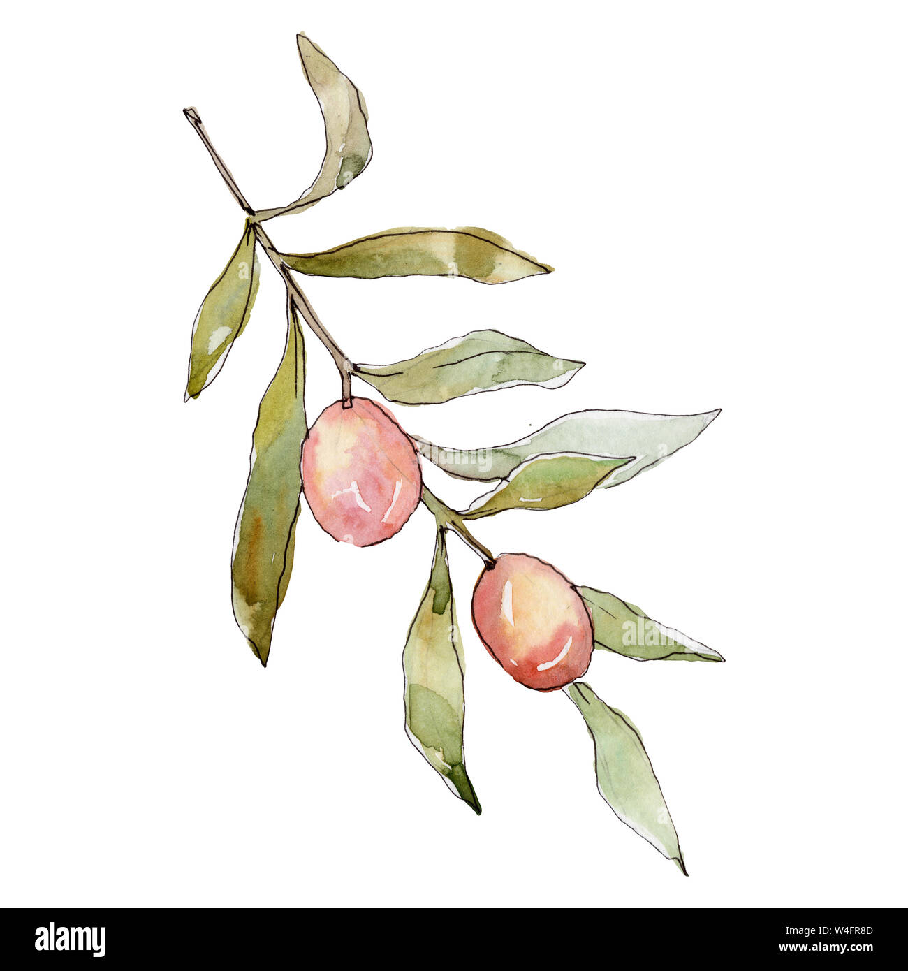 Olive branch with green fruit. Watercolor background illustration set ...