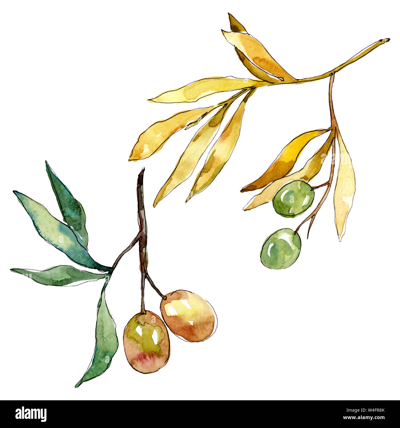 Olive branch with green fruit. Watercolor background illustration set ...