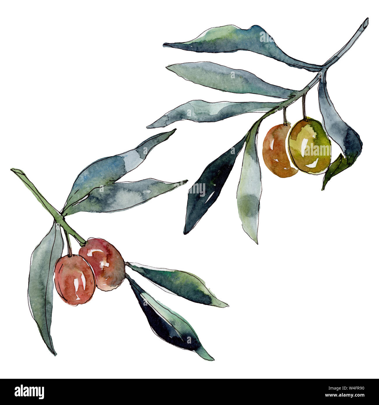 Olive branch with green fruit. Watercolor background illustration set ...