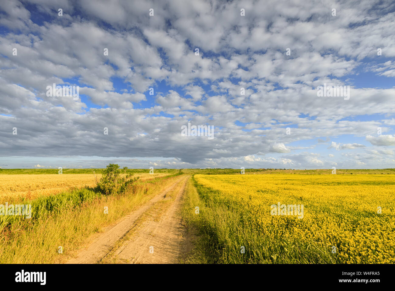 A rural landscape in summer with a blue sky and clouds and an countryside road through the fields in summer - Groningen, The Netherlands Stock Photo