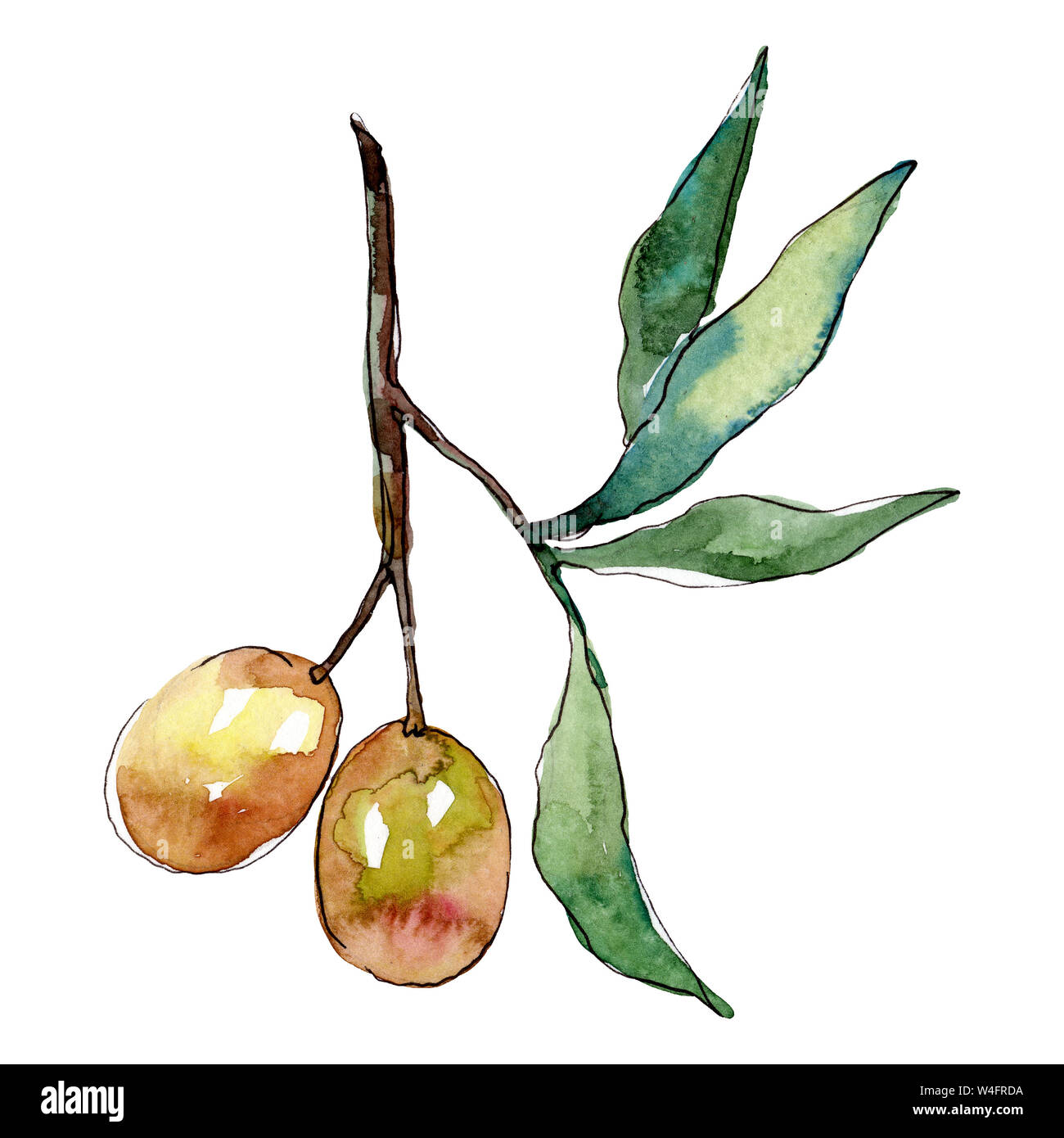 Olive branch with green fruit. Watercolor background illustration set ...