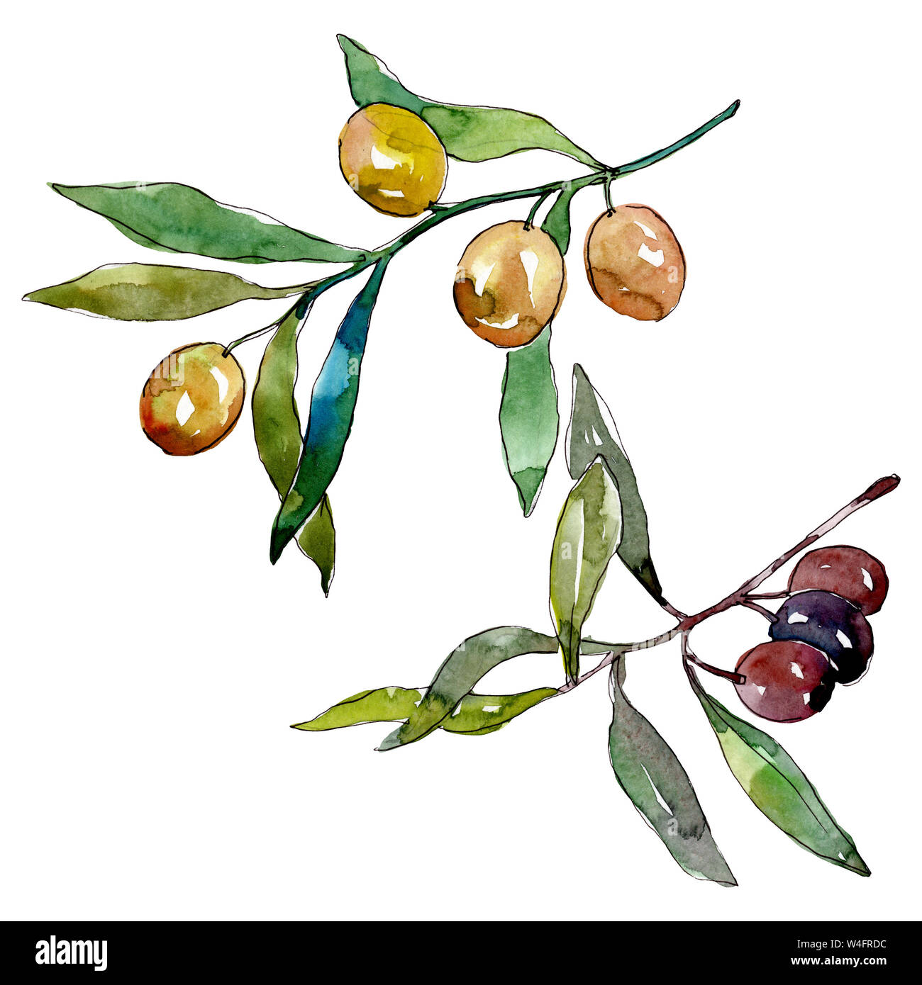 Olive branch with black and green fruit. Watercolor background ...