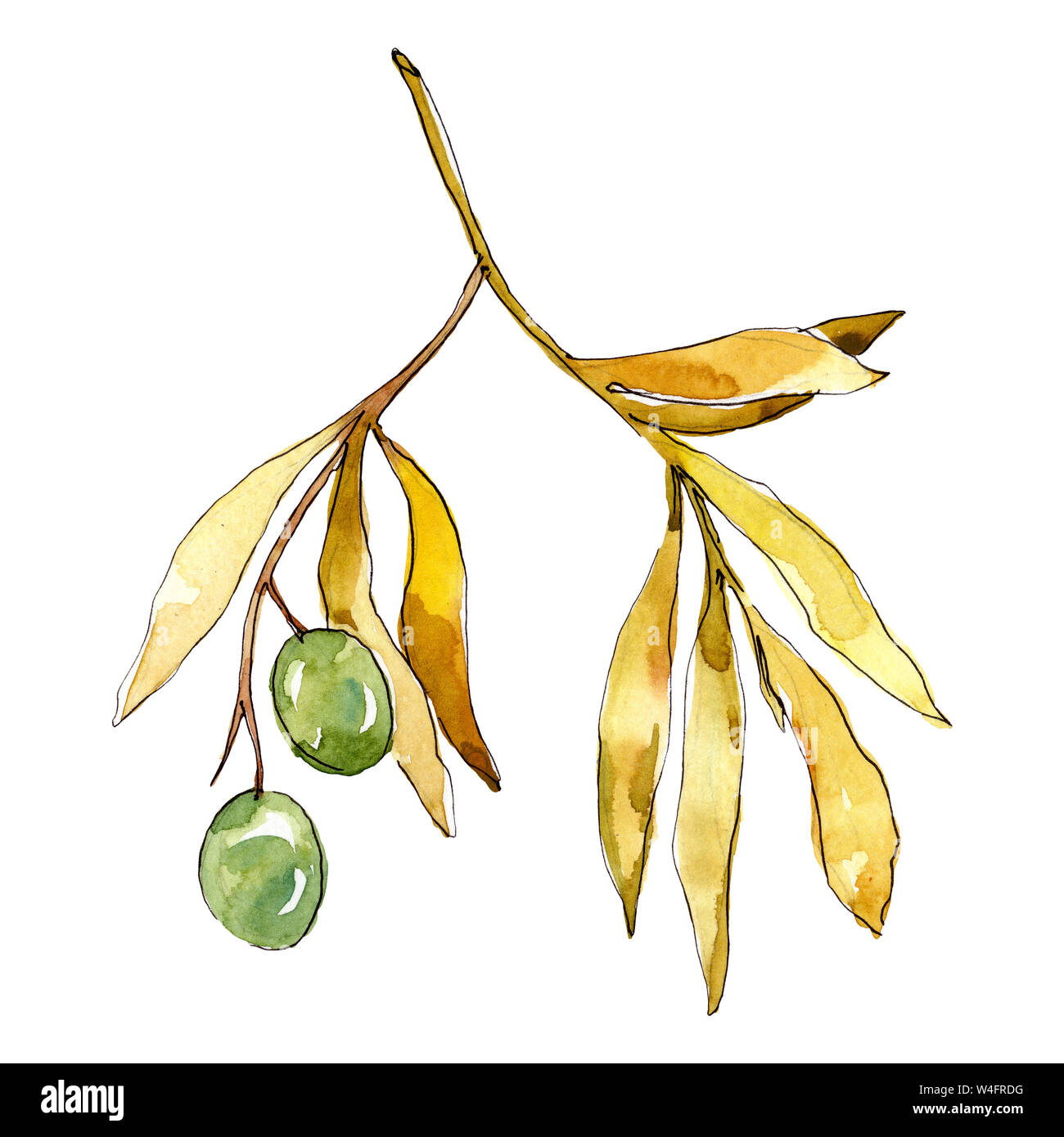 Olive branch with green fruit. Watercolor background illustration set ...