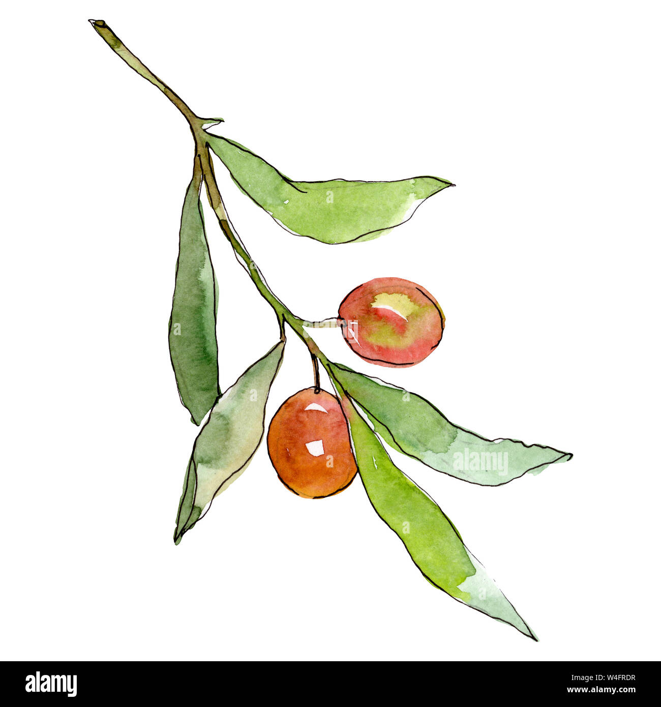 Olive branch with green fruit. Watercolor background illustration set ...