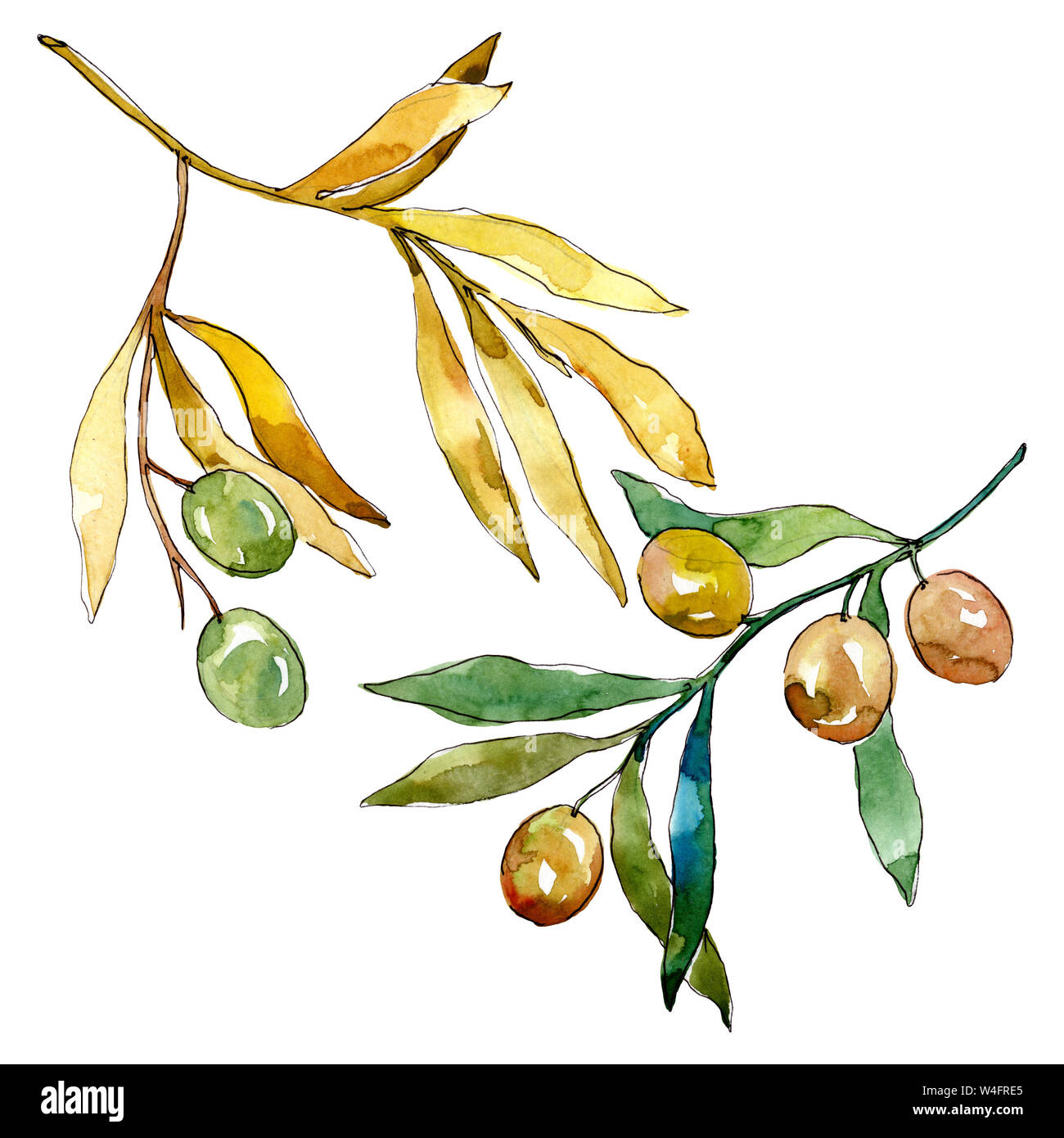Olive branch with green fruit. Watercolor background illustration set ...