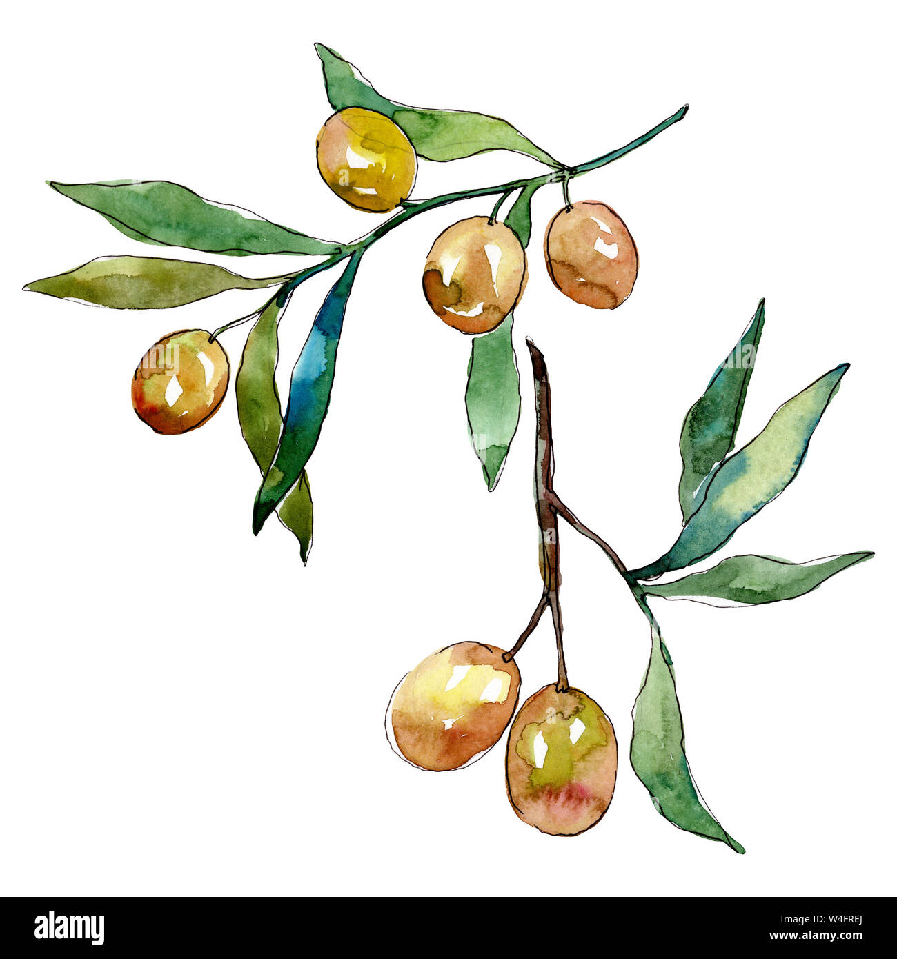 Olive branch with green fruit. Watercolor background illustration set ...