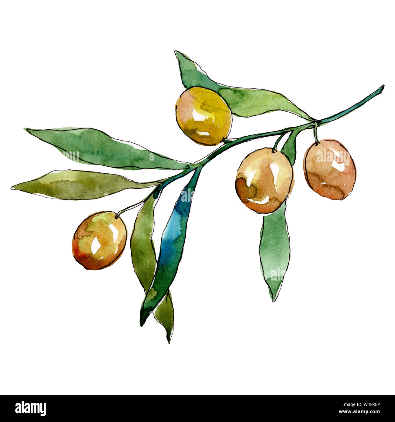 Olive branch with green fruit. Watercolor background illustration set ...