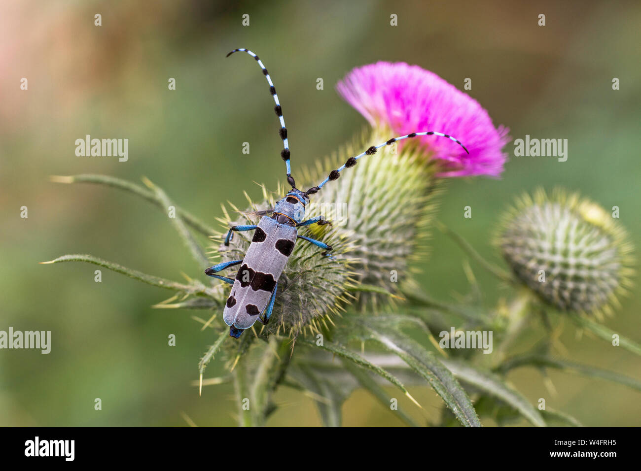 Alpine longhorn beetle, Alpenbock (Rosalia alpina) Stock Photo