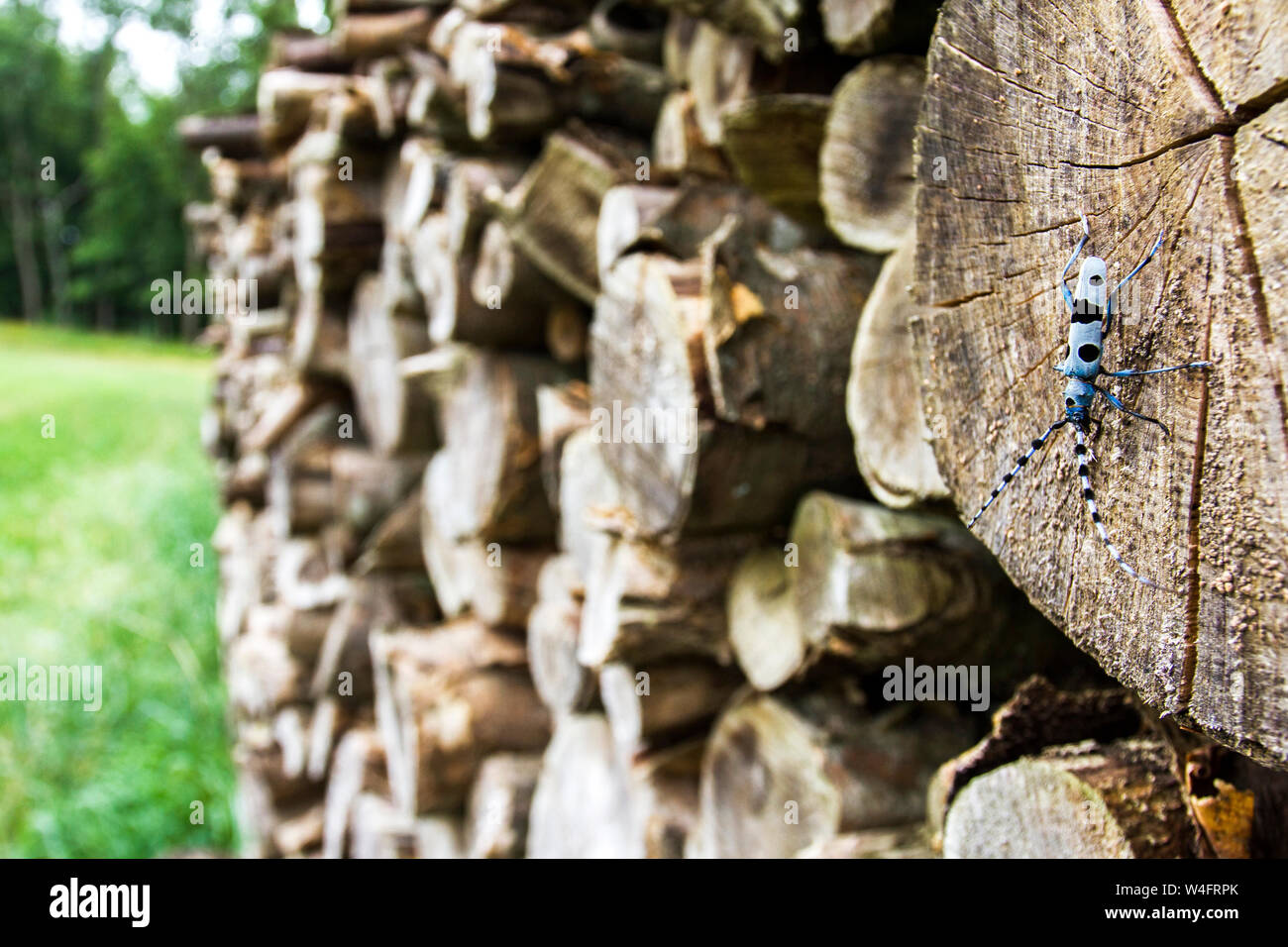 Alpine longhorn beetle, Alpenbock (Rosalia alpina) in seinem Biotop Stock Photo