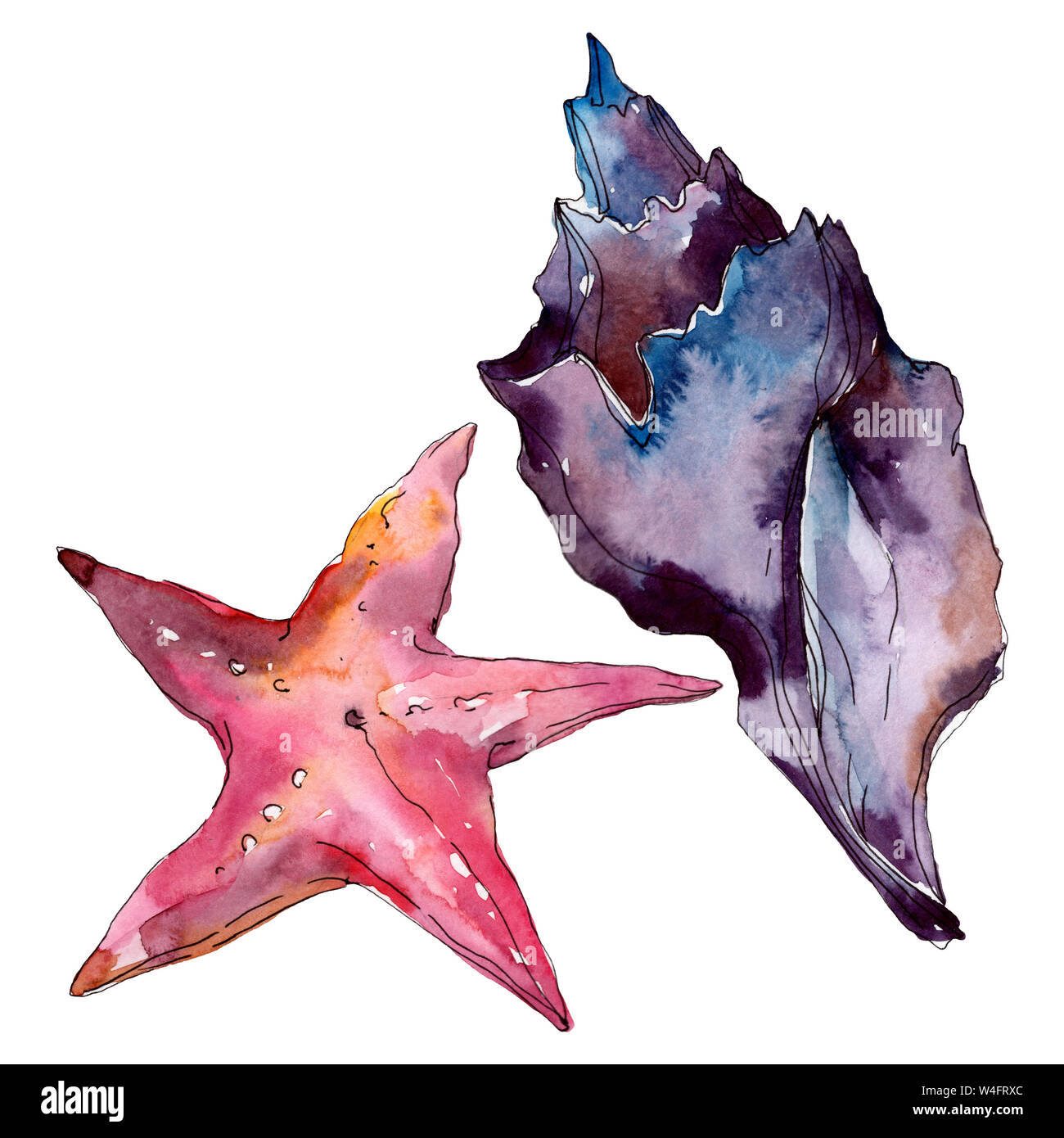 Summer beach seashell tropical elements. Watercolor background ...