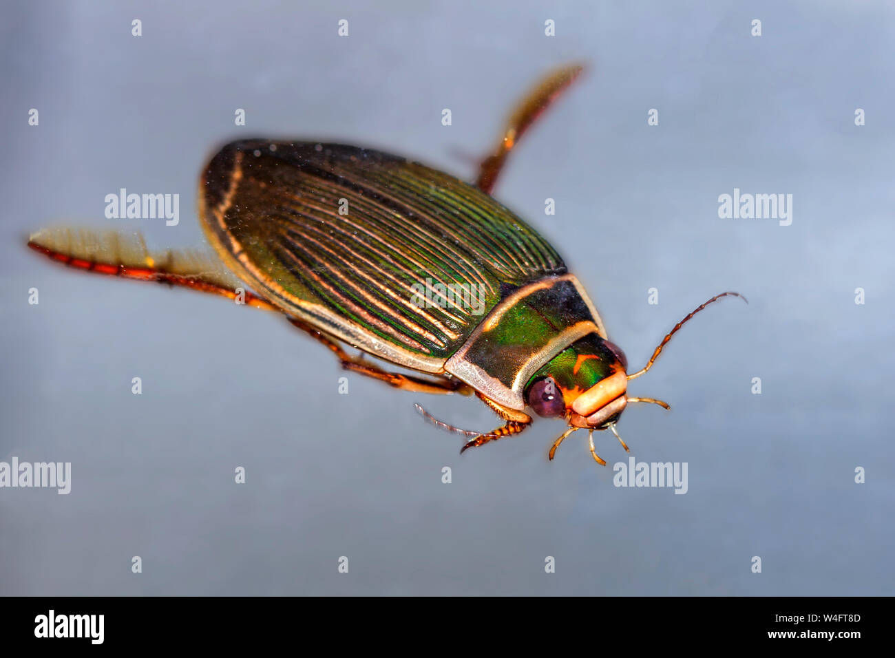 Great diving beetle, Gelbrandkäfer (Dytiscus marginalis) Weibchen Stock Photo