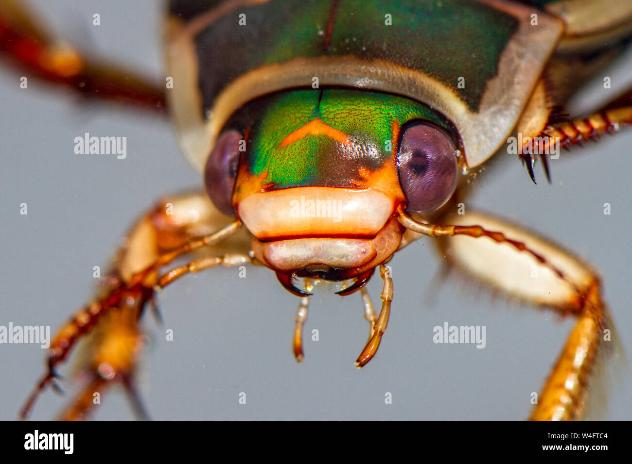 Great diving beetle, Gelbrandkäfer (Dytiscus marginalis) Weibchen Stock Photo