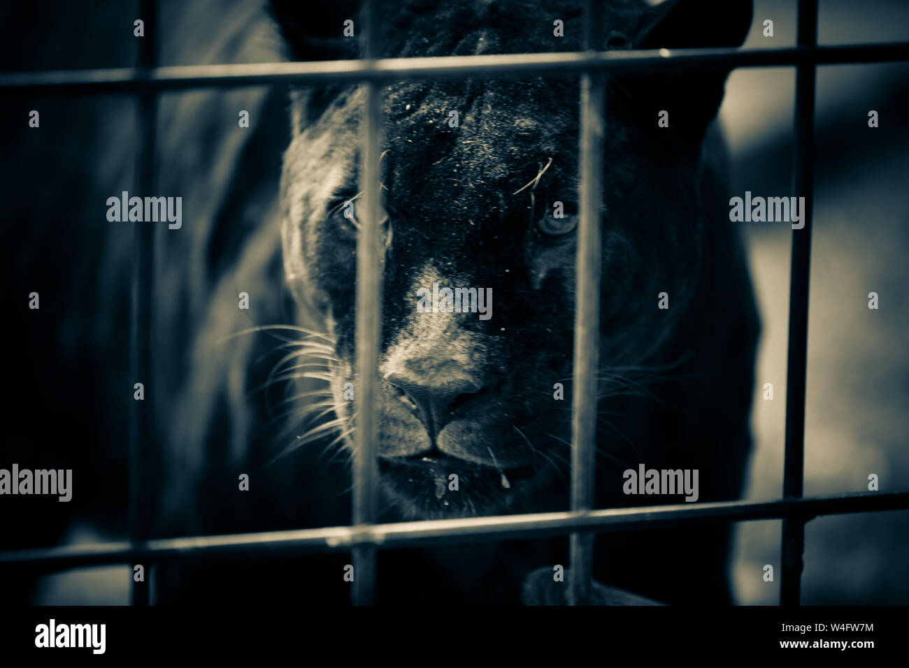 fierce black panther big cat behind the cage bars in captivity Stock Photo