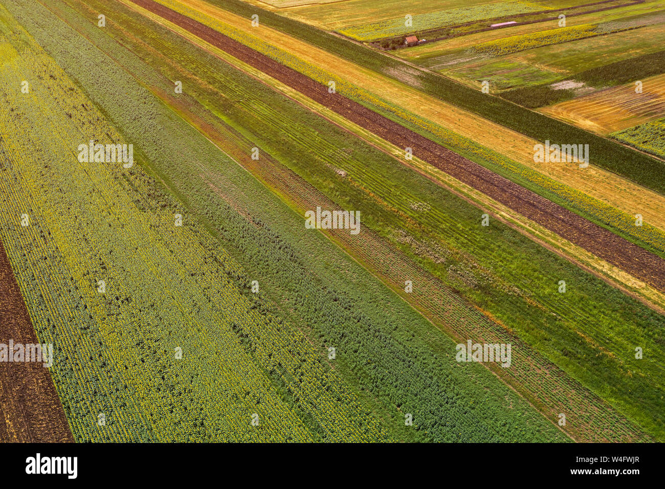 Aerial view of cultivated agricultural fields in summer, beautiful ...
