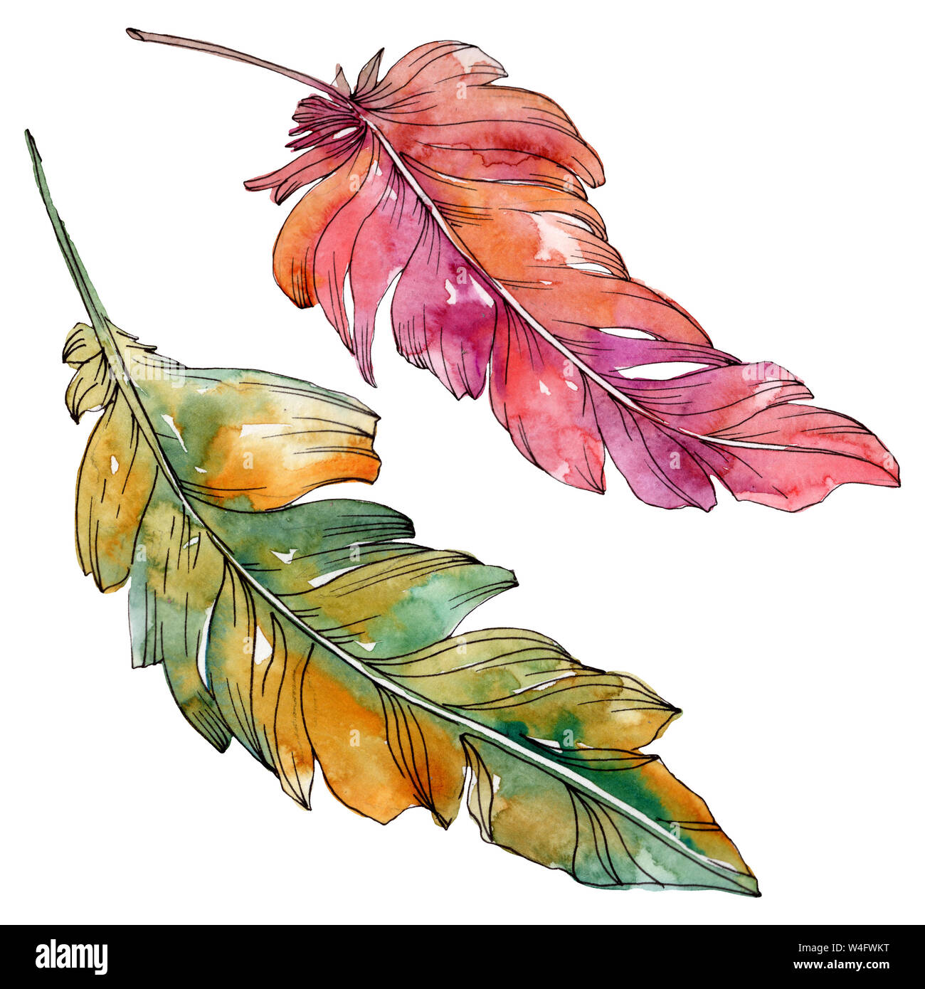 Colorful bird feather from wing isolated. Watercolor background ...