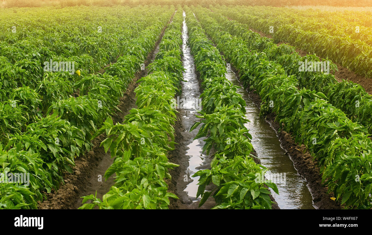 Traditional watering pepper plantations. Farming and agriculture