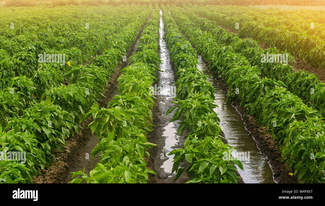 Traditional watering pepper plantations. Farming and agriculture. Cultivation, care and harvesting. Grow agricultural products for sale. Saving irriga Stock Photo