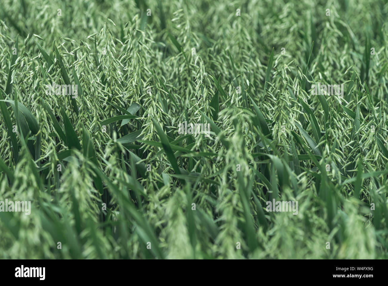 Green organic oat crop plantation field, selective focus Stock Photo