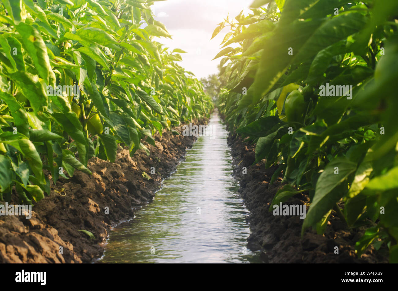 Rows pepper plantation divided by irrigation water channel. traditional