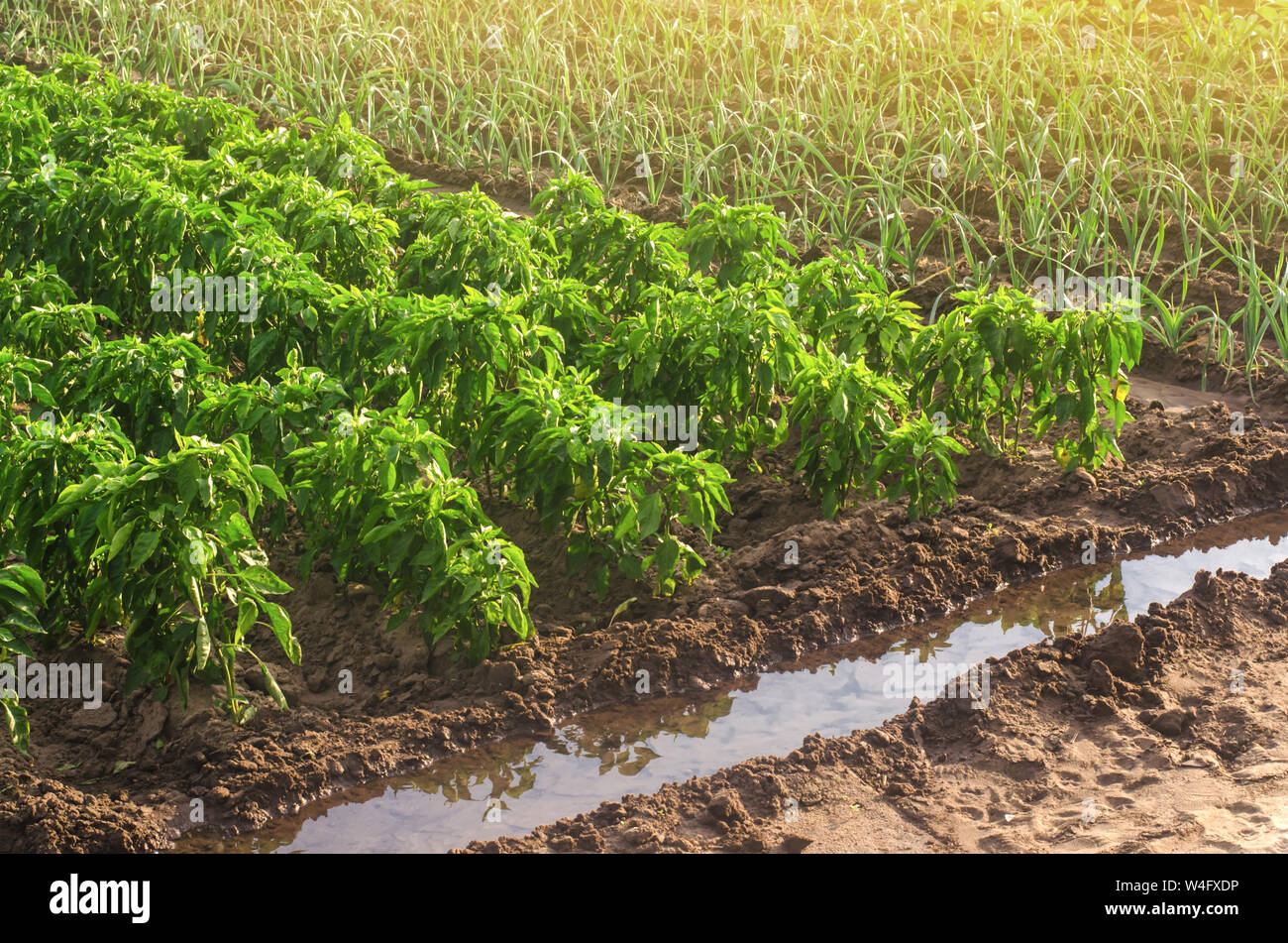 Bell pepper plantations hi-res stock photography and images - Alamy