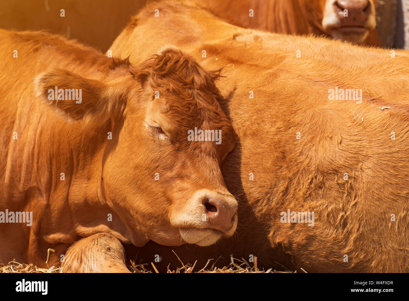 Red holstein friesian cow on livestock dairy farm, domestic animals husbandry Stock Photo