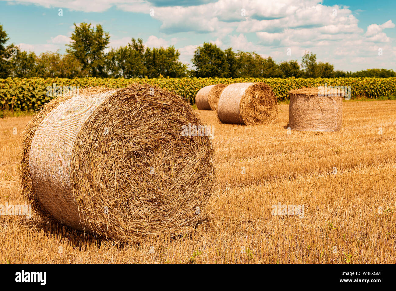 Round wheat hay bales drying in field stubble after harvest on hot