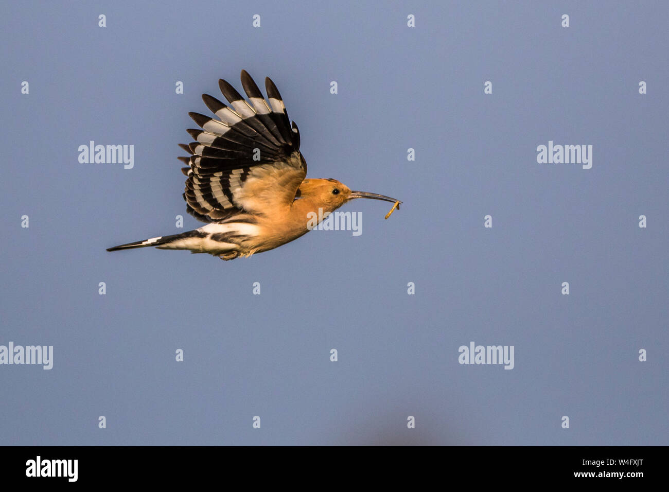 Eurasian hoopoe, Wiedehopf (Upupa epops) Stock Photo