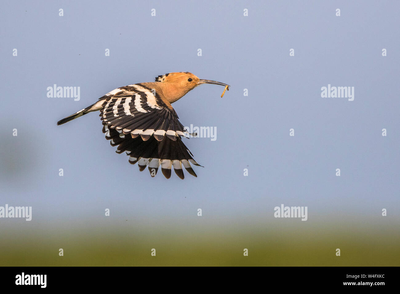Eurasian hoopoe, Wiedehopf (Upupa epops) Stock Photo