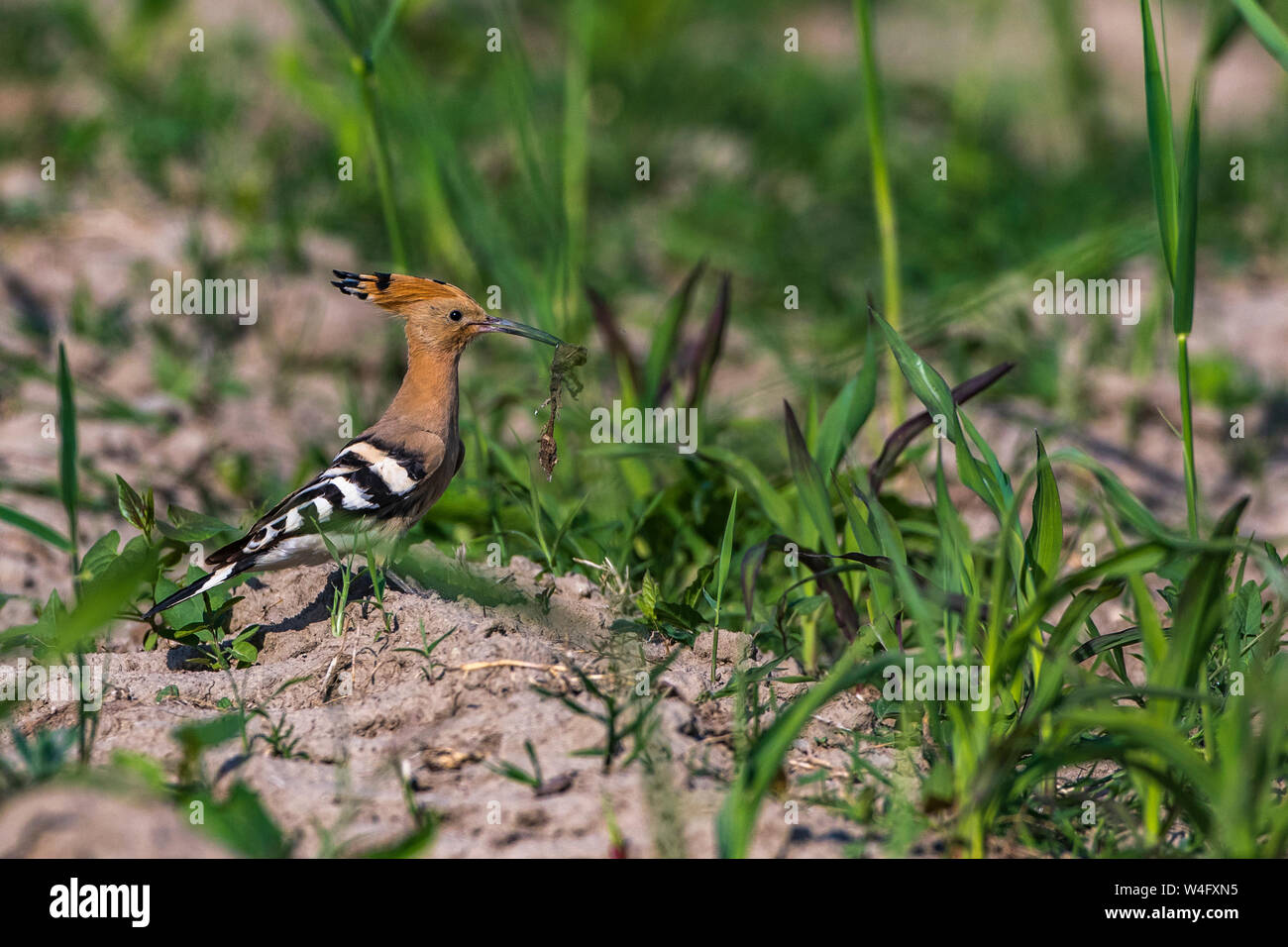 Eurasian hoopoe, Wiedehopf (Upupa epops) Stock Photo