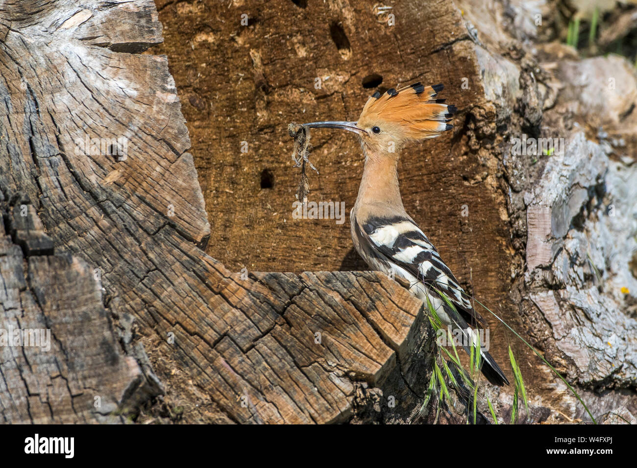 Eurasian hoopoe, Wiedehopf (Upupa epops) Stock Photo