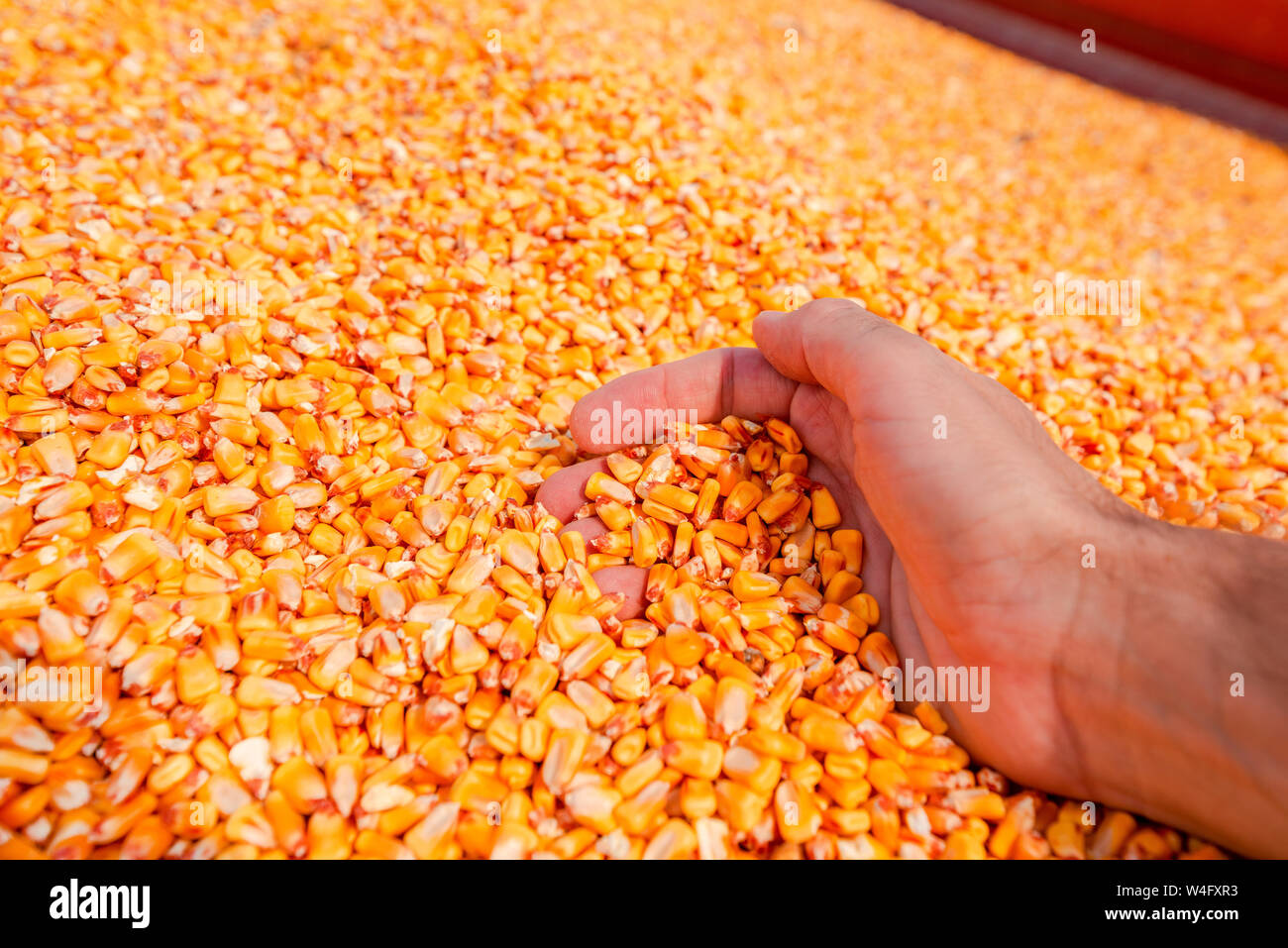 Farmer handful of harvested corn kernels from the heap loaded into