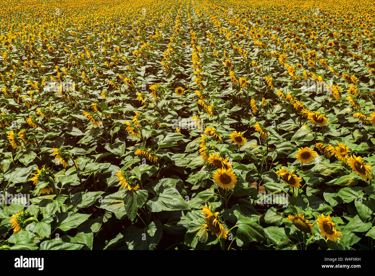Blooming sunflower field high angle view on sunny summer afternoon. Cultivated Helianthus annuus or common sunflower plantation from drone pov. Stock Photo
