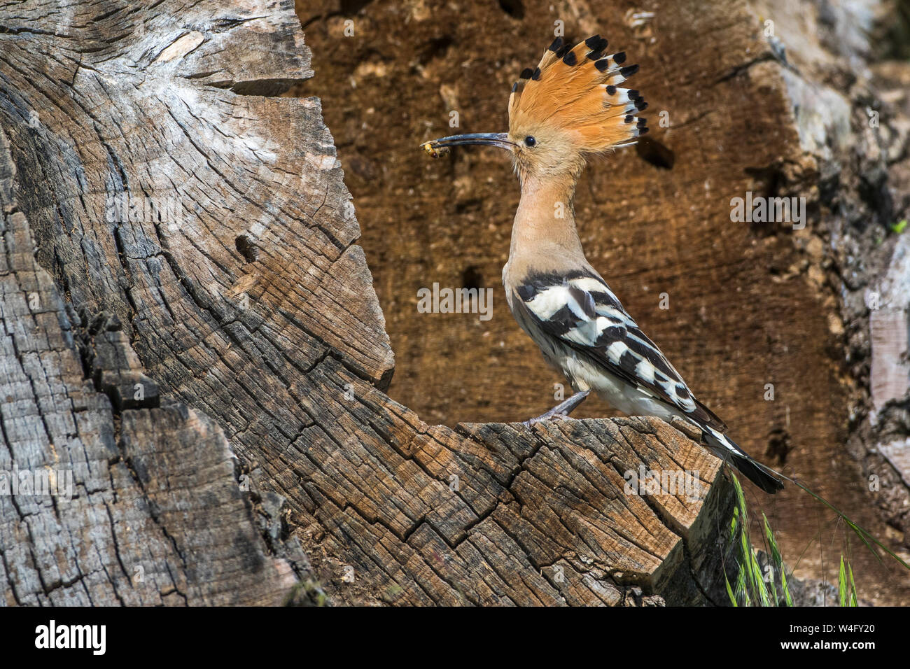 Eurasian hoopoe, Wiedehopf (Upupa epops) Stock Photo
