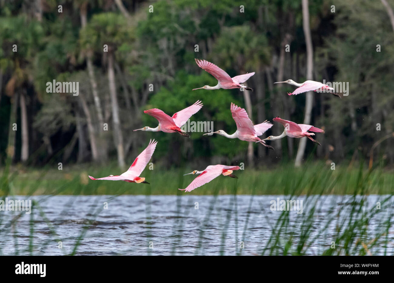 Roseatte Spoonbill (Platalea ajaja). Myakka River State Park, Florida. Dusk. Stock Photo
