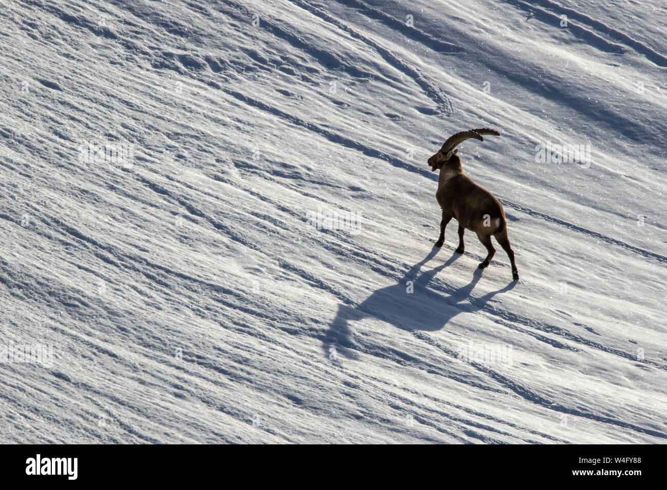 Alpine ibex, Alpensteinbock (Capra ibex) Stock Photo