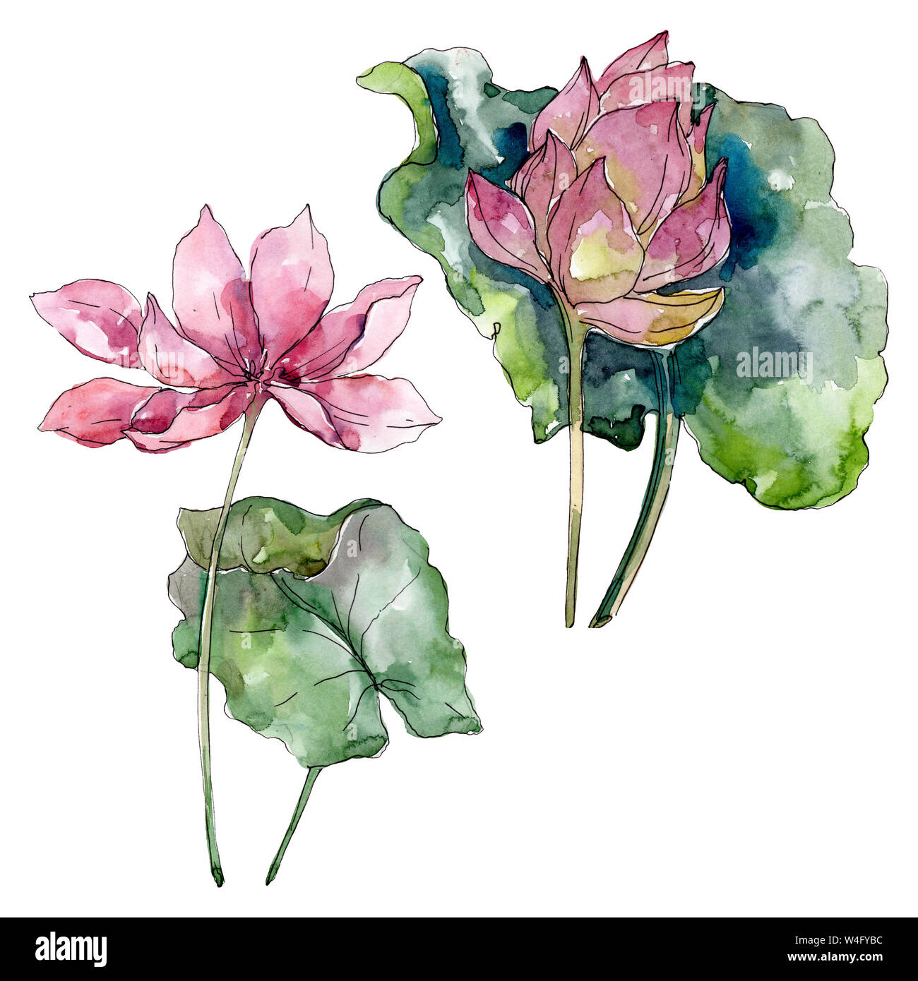 Lotus floral botanical flowers. Wild spring leaf wildflower isolated.  Watercolor background illustration set. Watercolour drawing fashion  aquarelle is Stock Photo - Alamy