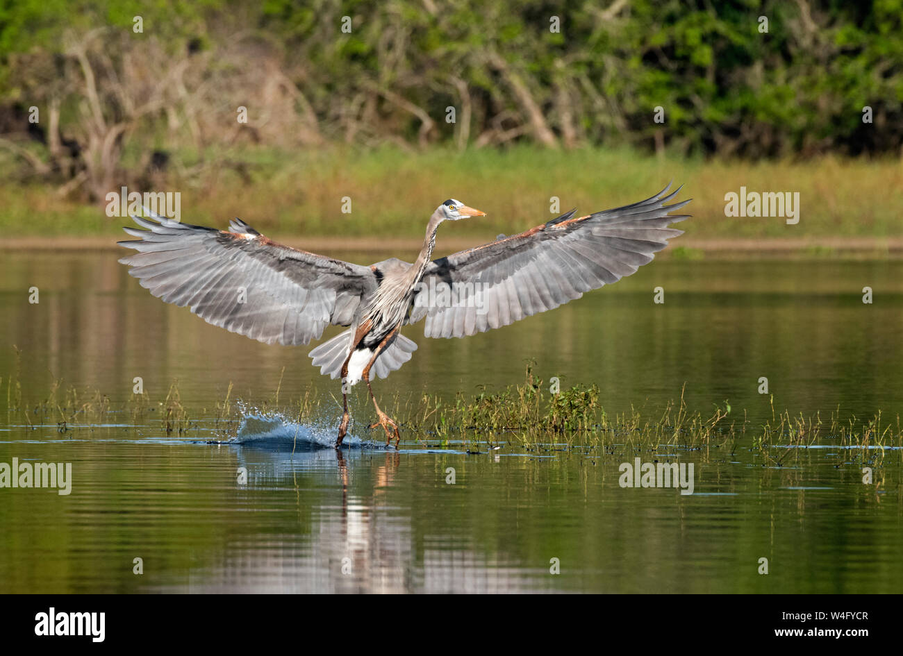 Great Blue Heron (Ardea herodias). Myakka River State Park, Florida. Stock Photo