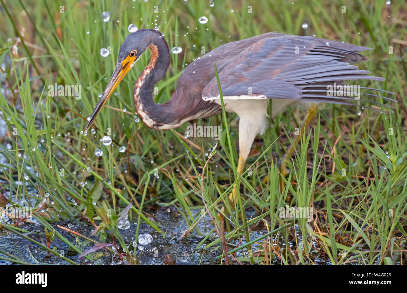 Tricolored Heron (Egretta tricolor). Everglades National Park, Florida. Fishing by flying low over the water. Stock Photo
