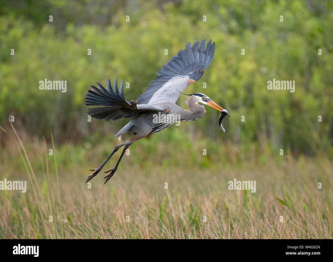 Great Blue Heron (Ardea herodias). Everglades National Park, Florida. Stock Photo