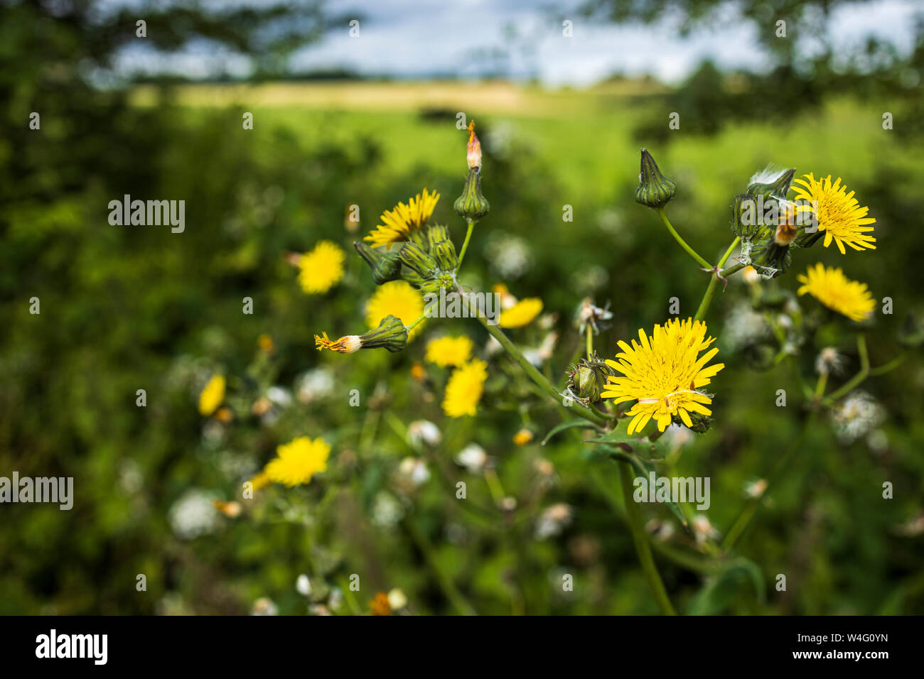 Yellow dandelions growing in a hedgerow in County Cork, Ireland, Stock Photo