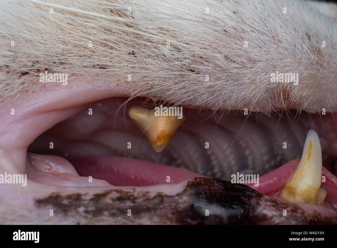 Bacterial plaque hires stock photography and images Alamy